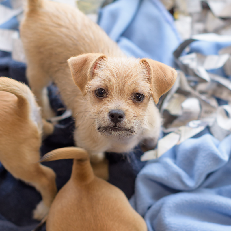 Adoptable puppy looking at camera with his litter mates in the background